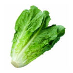 LECHUGA COSTINA